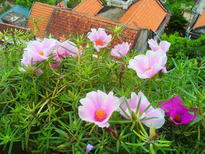 Ngôi nhà đẹp rực rỡ với hoa mười giờ - ảnh 12