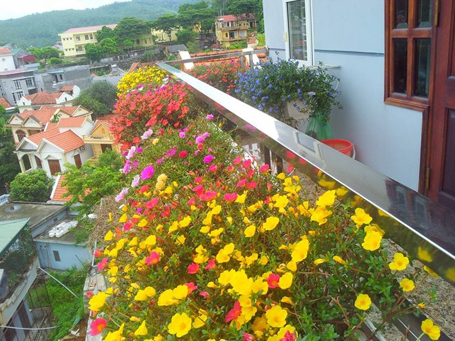Ngôi nhà đẹp rực rỡ với hoa mười giờ - ảnh 1