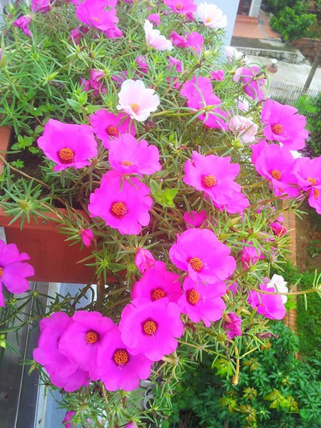 Ngôi nhà đẹp rực rỡ với hoa mười giờ - ảnh 2