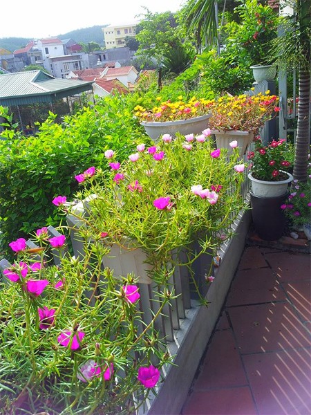 Ngôi nhà đẹp rực rỡ với hoa mười giờ - ảnh 5