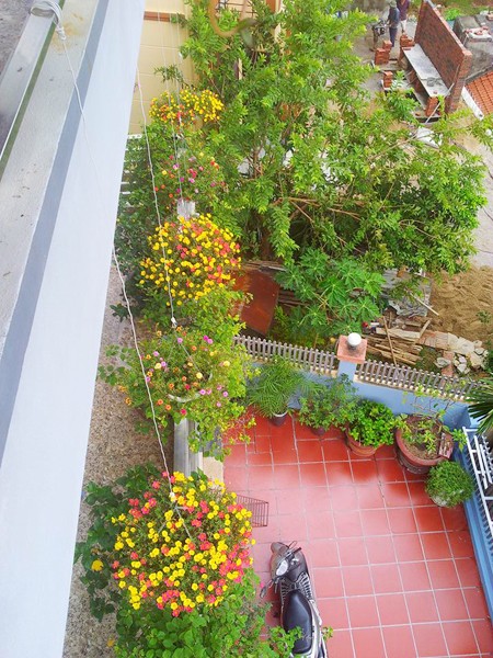 Ngôi nhà đẹp rực rỡ với hoa mười giờ - ảnh 7