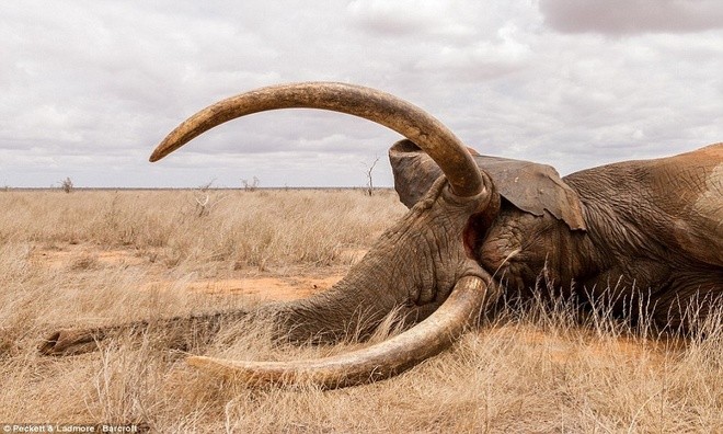 Voi khổng lồ đổ gục vì trúng tên độc ở Kenya - ảnh 1