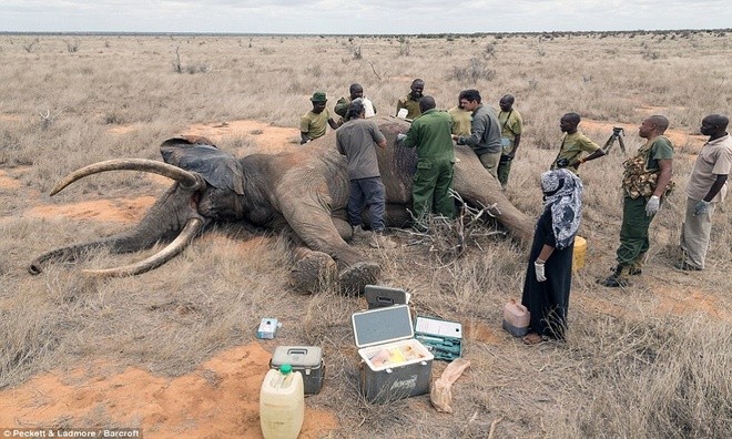 Voi khổng lồ đổ gục vì trúng tên độc ở Kenya - ảnh 2