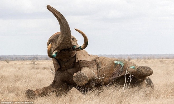 Voi khổng lồ đổ gục vì trúng tên độc ở Kenya - ảnh 6