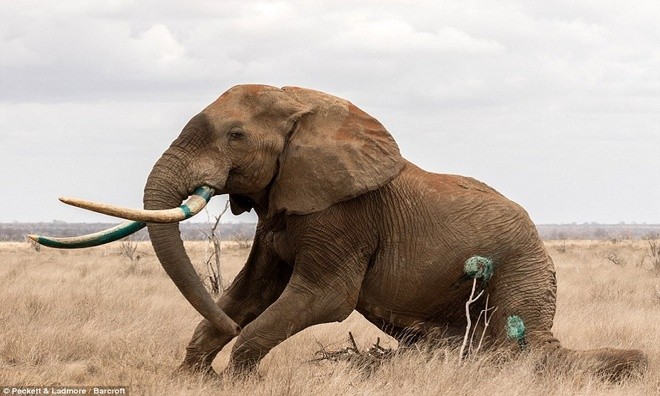 Voi khổng lồ đổ gục vì trúng tên độc ở Kenya - ảnh 7