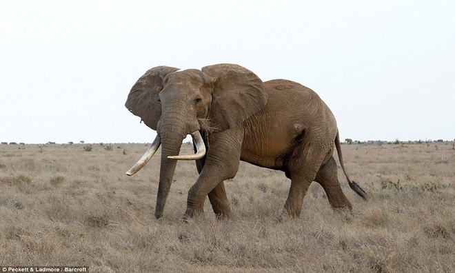 Voi khổng lồ đổ gục vì trúng tên độc ở Kenya - ảnh 8