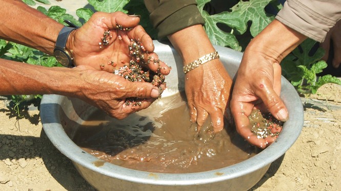 Tận mắt chứng kiến phân bón công nghệ 'cuốc xẻng' - ảnh 2