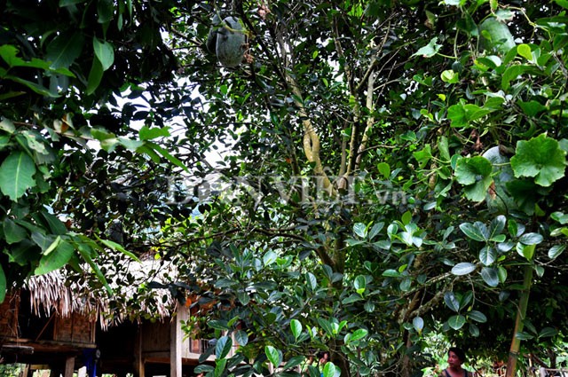 Lạ kỳ giống bí khổng lồ nặng hàng chục kg của người Mường - ảnh 3