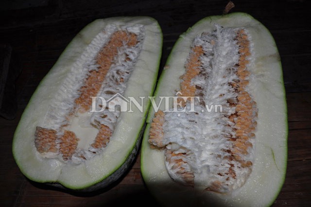 Lạ kỳ giống bí khổng lồ nặng hàng chục kg của người Mường - ảnh 9
