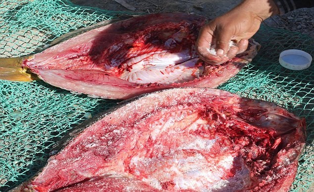 IS chiêu dụ tân binh bằng thú vui... ngư phủ - ảnh 3