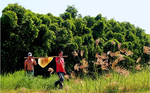 Săn mật ong rừng - ảnh 1