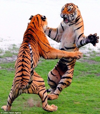 Giao đấu tay đôi, mãnh hổ phô thế kung fu đẹp mắt - ảnh 1