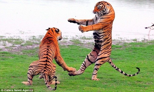 Giao đấu tay đôi, mãnh hổ phô thế kung fu đẹp mắt - ảnh 2