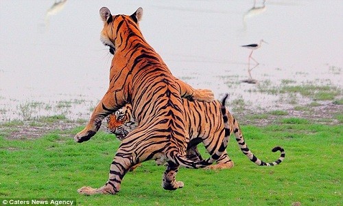 Giao đấu tay đôi, mãnh hổ phô thế kung fu đẹp mắt - ảnh 3