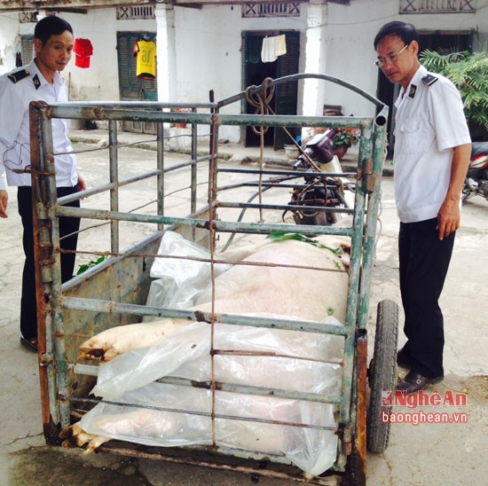 Hãi hùng phát hiện lợn chết bốc mùi trên đường ra chợ - ảnh 1