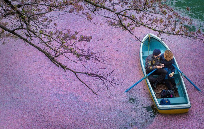 Mê đắm dòng sông hoa anh đào ở Tokyo - ảnh 1