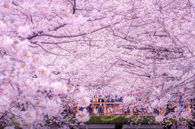Mê đắm dòng sông hoa anh đào ở Tokyo - ảnh 2