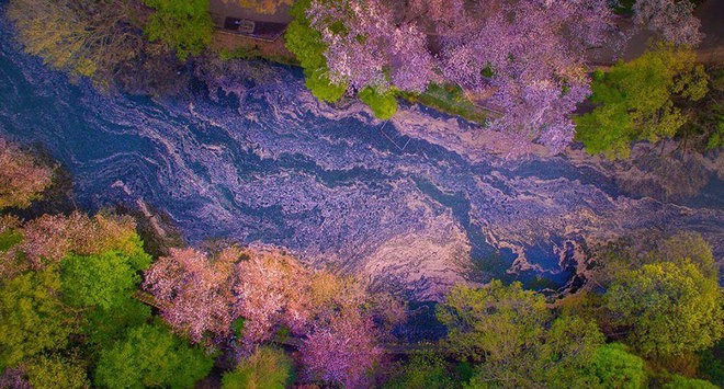 Mê đắm dòng sông hoa anh đào ở Tokyo - ảnh 3