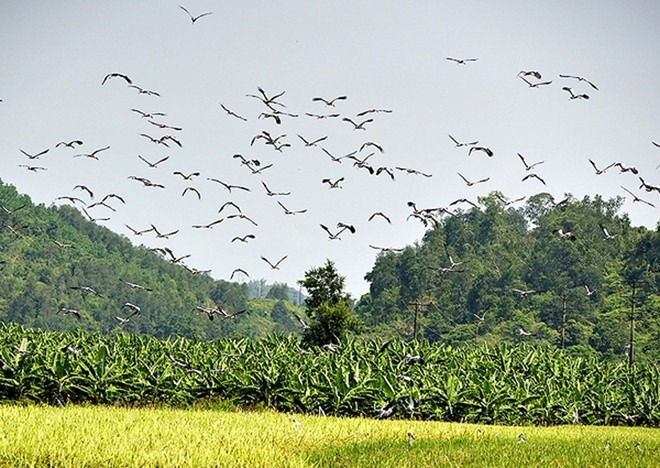 Mục kích đàn chim lạ bất ngờ xuất hiện ở Lào Cai - ảnh 3