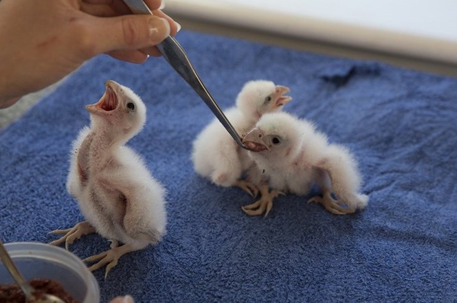 Hình ảnh độc tại nơi huấn luyện chim săn mồi lớn nhất thế giới - ảnh 1