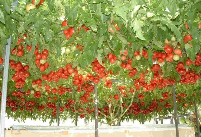 Kỳ lạ giống cà chua bạch tuộc hàng ngàn trái - ảnh 1