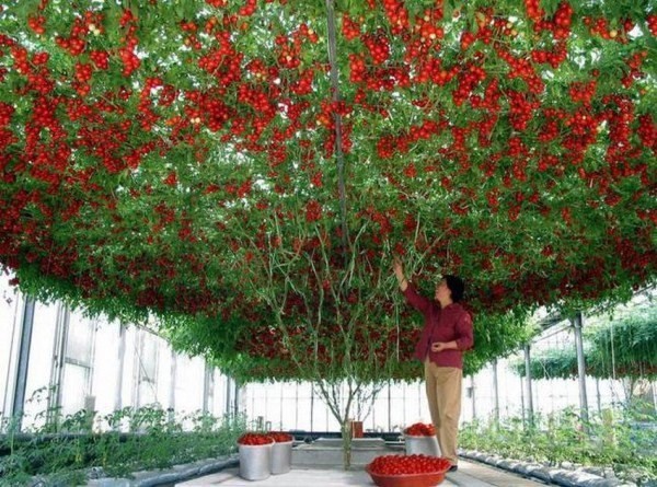 Kỳ lạ giống cà chua bạch tuộc hàng ngàn trái - ảnh 4