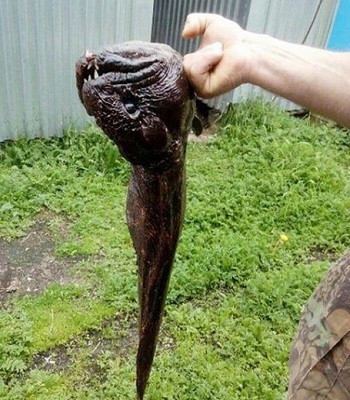 Quái ngư đột biến mình lươn đầu giống cá piranha - ảnh 1