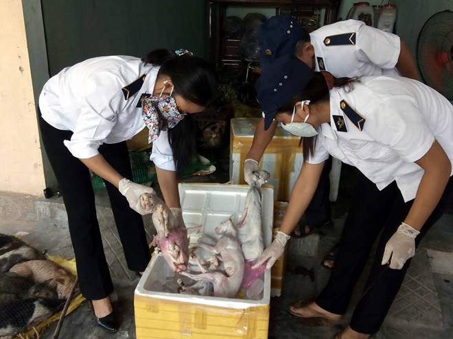 Thu giữ nửa tạ “tiểu hổ” không có giấy kiểm dịch trên xe khách - ảnh 1