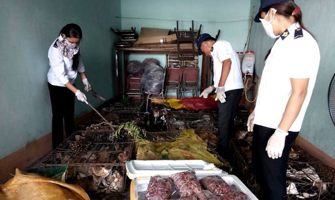 Thu giữ nửa tạ “tiểu hổ” không có giấy kiểm dịch trên xe khách - ảnh 3