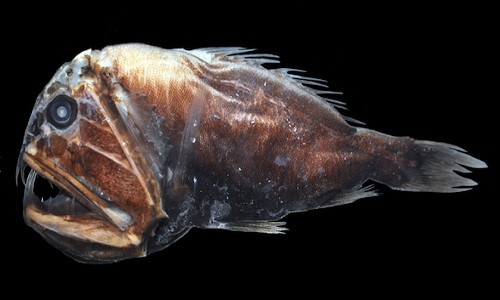 Những động vật kỳ lạ ẩn trong bóng tối đại dương - ảnh 4