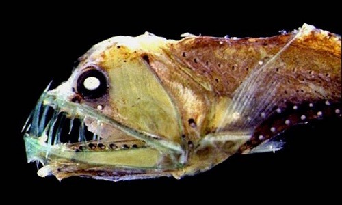 Những động vật kỳ lạ ẩn trong bóng tối đại dương - ảnh 6