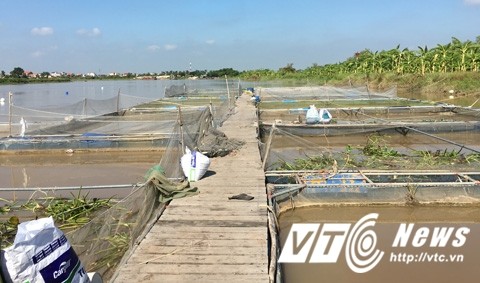 Bí ẩn trắm đen khổng lồ, nặng 3 tạ ở sông Kinh Môn - ảnh 1