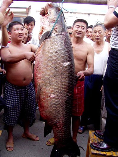 Bí ẩn trắm đen khổng lồ, nặng 3 tạ ở sông Kinh Môn - ảnh 2