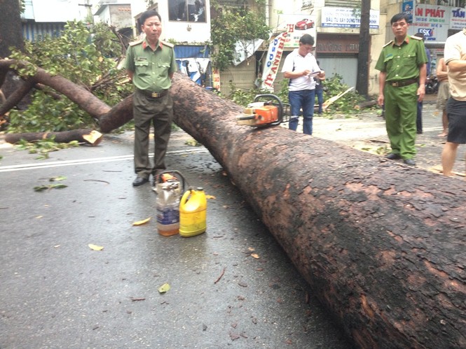 Cổ thụ bật gốc đè chết nam thanh niên ở Sài Gòn - ảnh 2