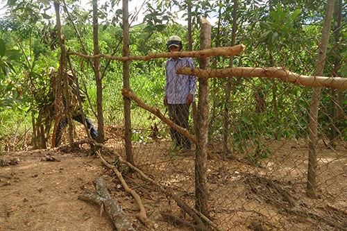 Hai trâu dữ vượt hào sâu, thoát vòng vây thợ săn - ảnh 1