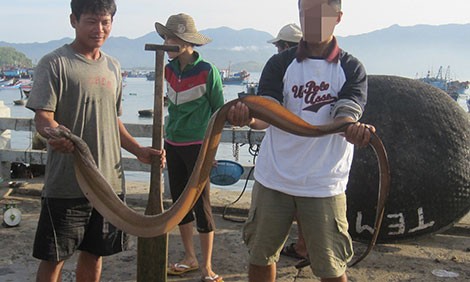 Bán mạng săn thuồng luồng biển - ảnh 3