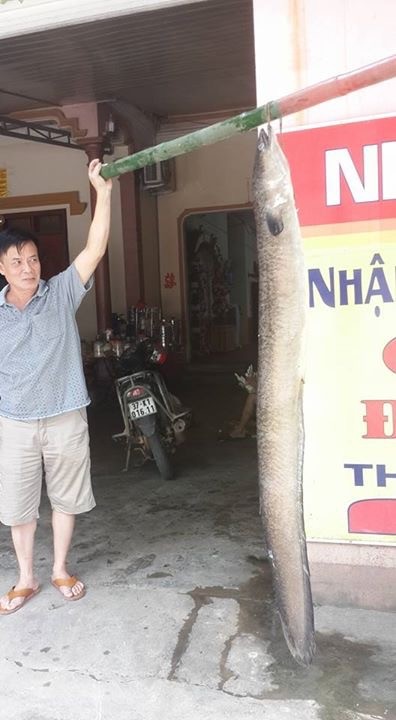 Nông dân Nghệ An bắt được cá Chình 'khủng' - ảnh 1