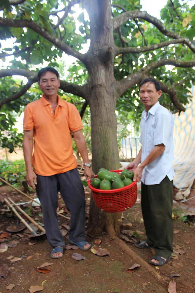 Giống bơ quý, quả khủng nặng hàng cân - ảnh 2