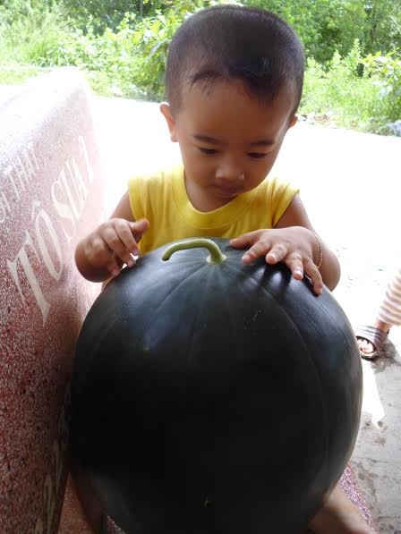 Choáng với quả dưa có trọng lượng khủng 17kg - ảnh 2