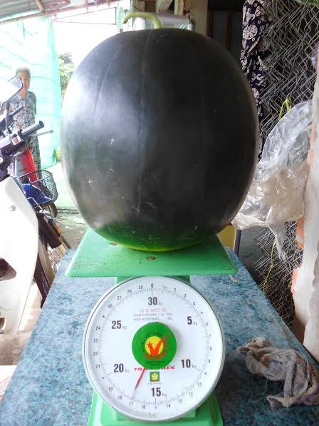 Choáng với quả dưa có trọng lượng khủng 17kg - ảnh 1