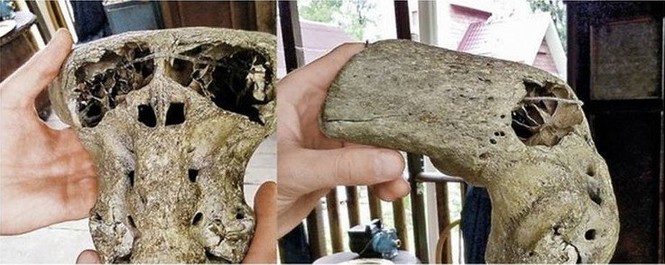 Phát hiện 2 đầu lâu bí ẩn nghi của người ngoài hành tinh - ảnh 3