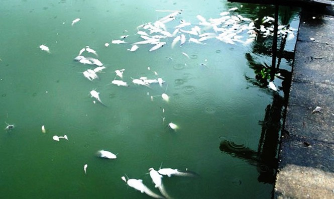 Hàng tạ cá leo nuôi hồ chết bất thường giữa mưa lớn - ảnh 1