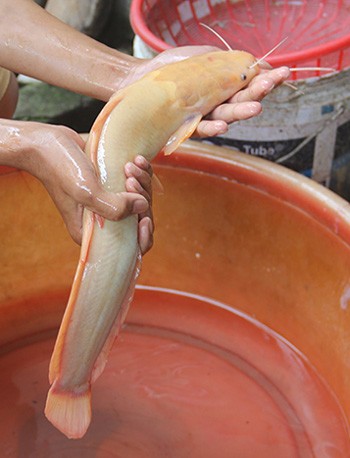 Nông dân Nghệ An bắt được cá trê vàng - ảnh 1