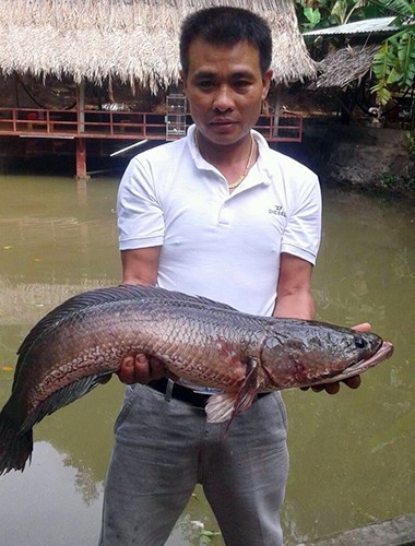 Bắt được cá lóc hơn 7kg trong ao nhà - ảnh 1