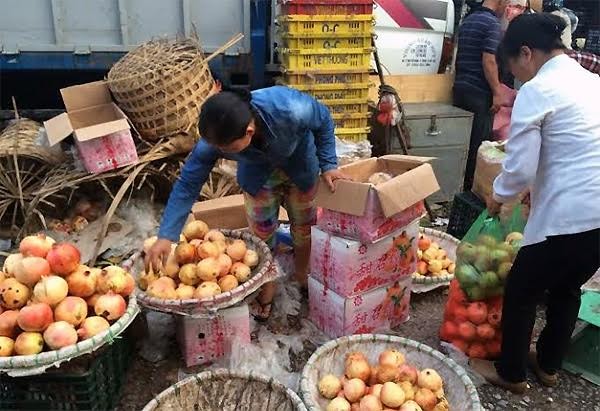 Hoa quả Tàu 6 - 10 ngàn/kg, dấu vết cảnh báo dính độc - ảnh 3