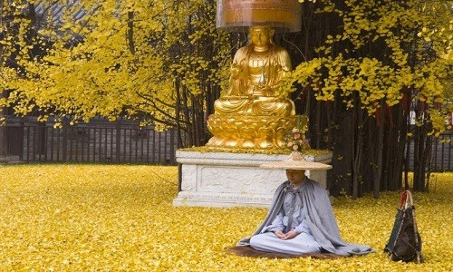 Đẹp ngỡ ngàng biển lá vàng được tạo bởi cổ thụ 1.400 năm tuổi - ảnh 2