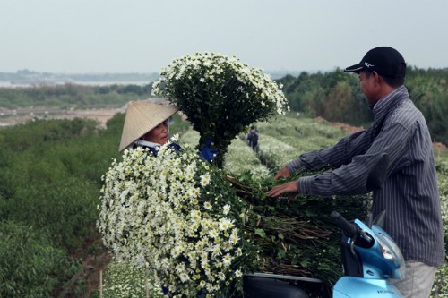 Kiếm cả trăm triệu đồng nhờ trồng cúc Họa Mi - ảnh 1