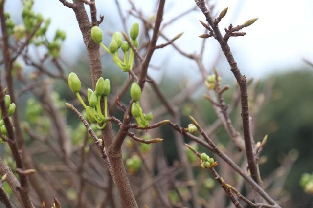 Những lão nông “ép” mai nở giữa trời Hà Tĩnh - ảnh 5