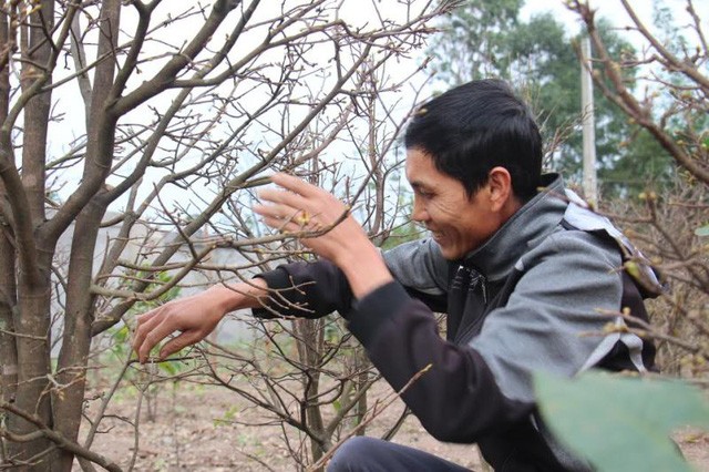 Những lão nông “ép” mai nở giữa trời Hà Tĩnh - ảnh 1