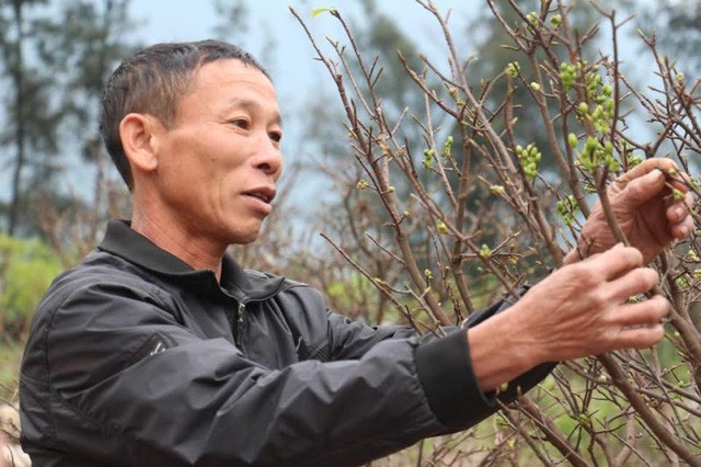 Những lão nông “ép” mai nở giữa trời Hà Tĩnh - ảnh 4